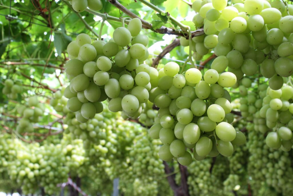 Uvas Sin Semillas: Beneficios, variedades y razones para incluirlas en tu dieta