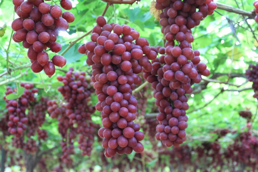 Comprar uvas sin semillas online: cómodo, rápido y directo de la parra a tu mesa