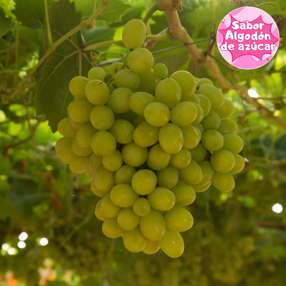 uvas Cotton Candy