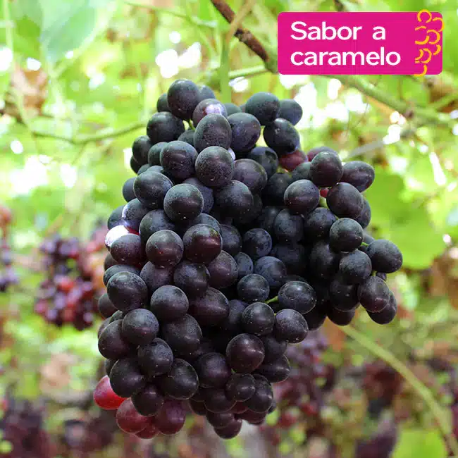 candy-dreams-sabor-caramelo-uvas-moyca