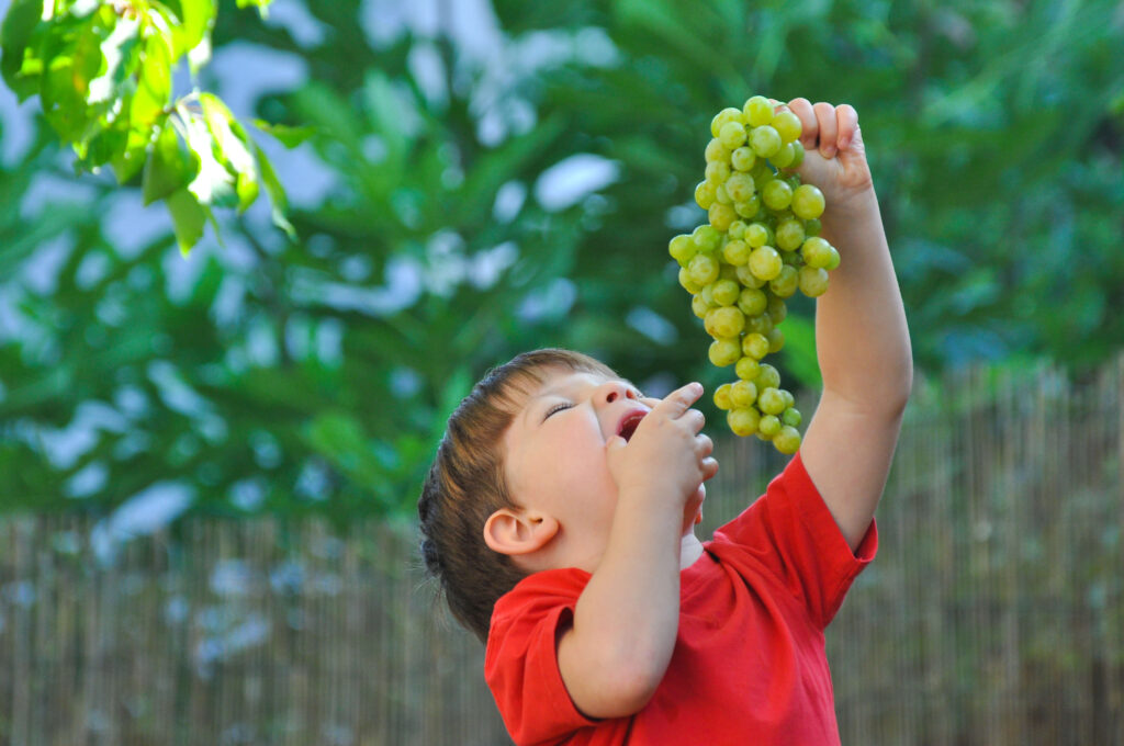 uvas sin semillas un superalimento