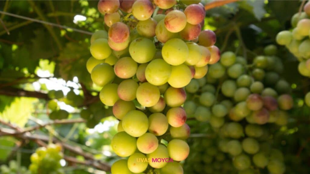 Uvas con sabor a mango