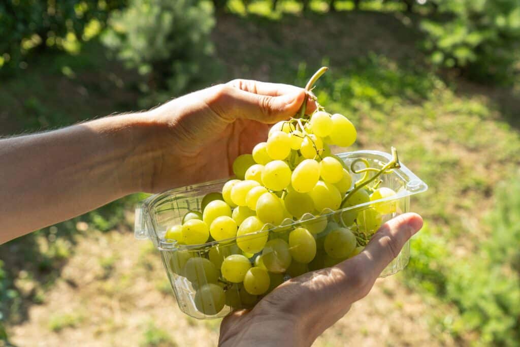 Cuántas uvas son una ración de fruta