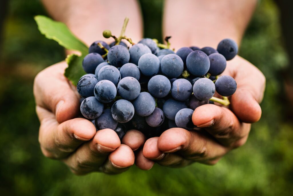 polvillo blanco de las uvas
